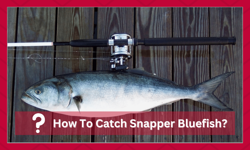 How To Catch Snapper Bluefish