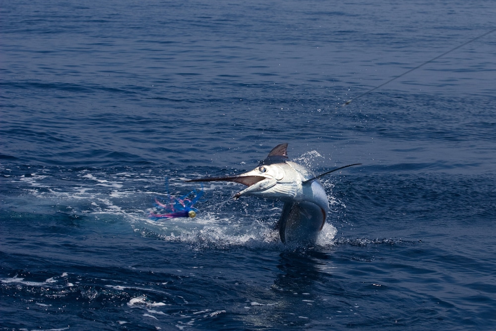 how to fish for white marlin