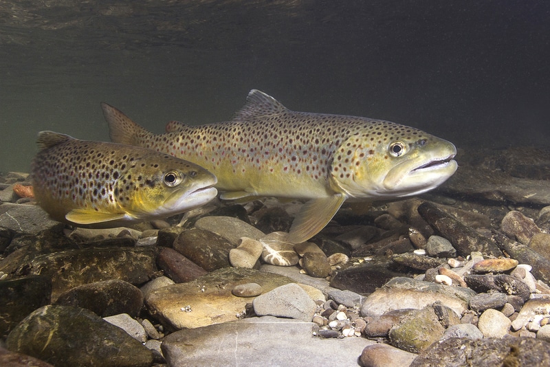 how to fish with a trout magnet