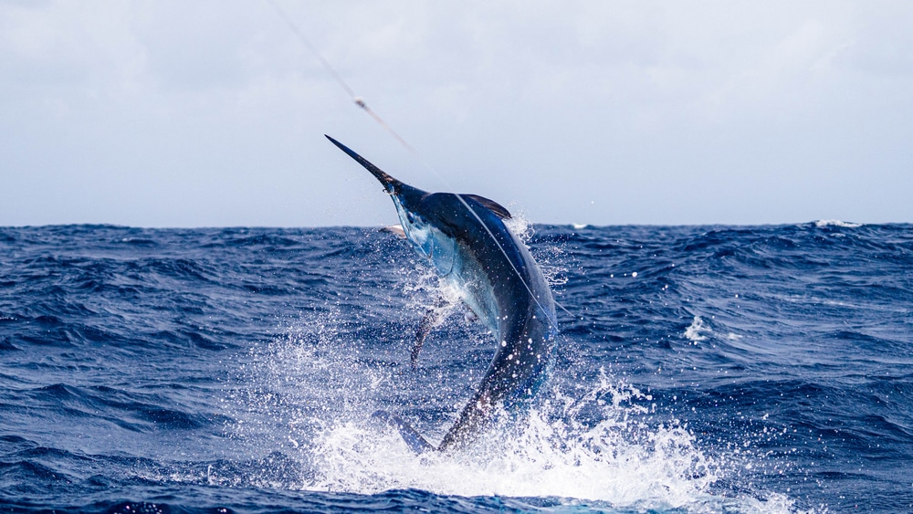 how to prepare blue marlin fish