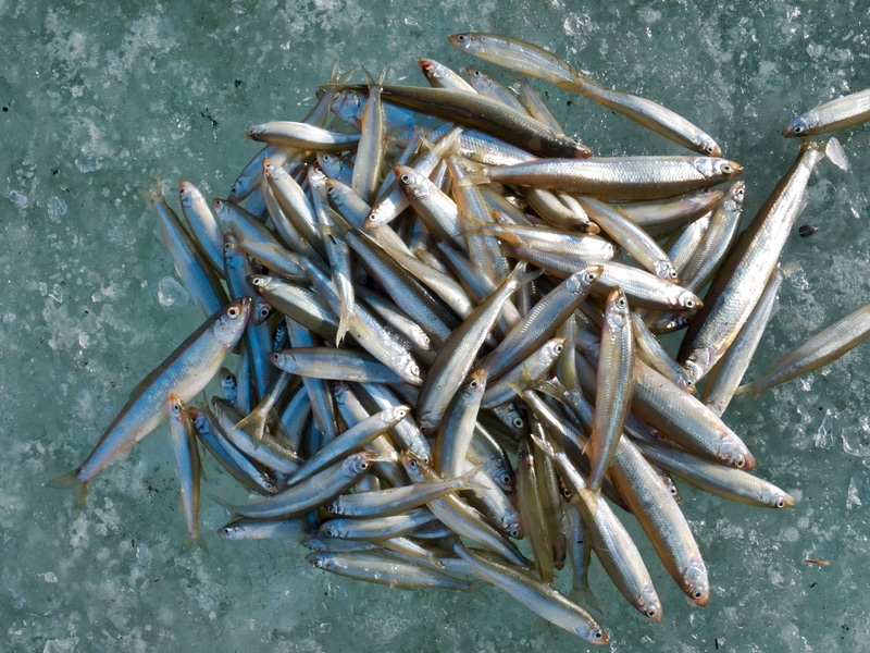 Smelt Fish Benefits