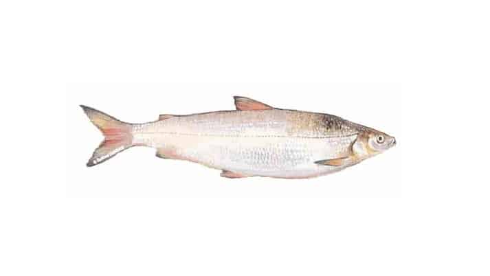 alaskan white fish