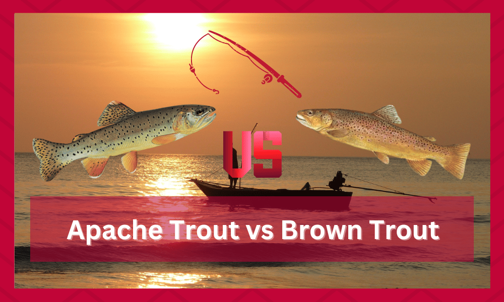 apache trout vs brown trout