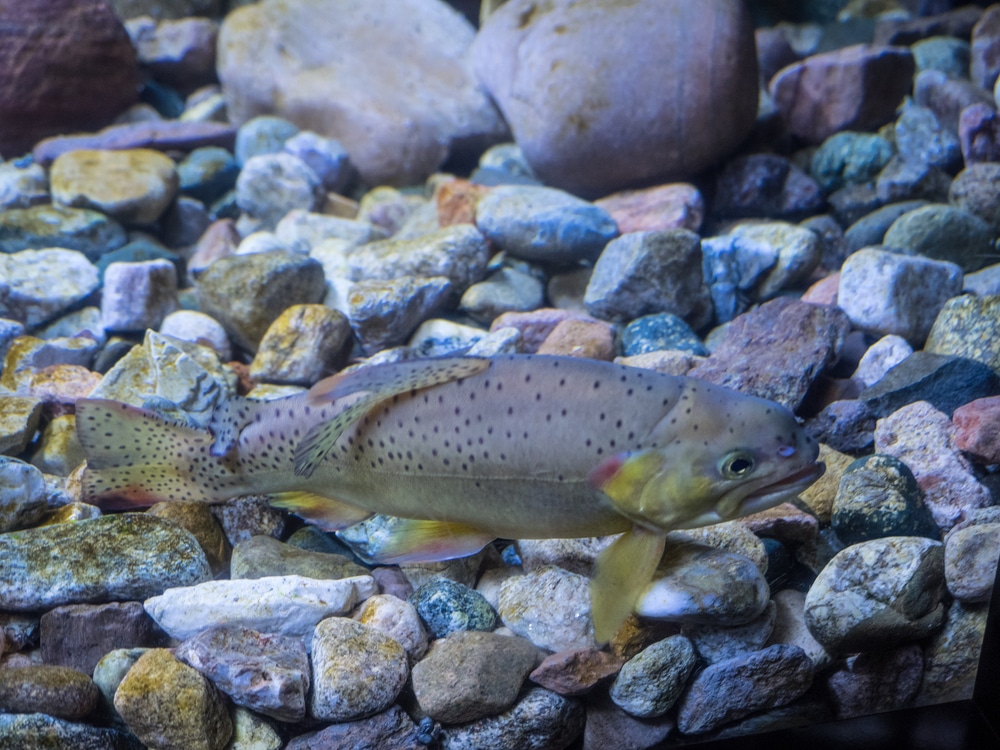 apache trout