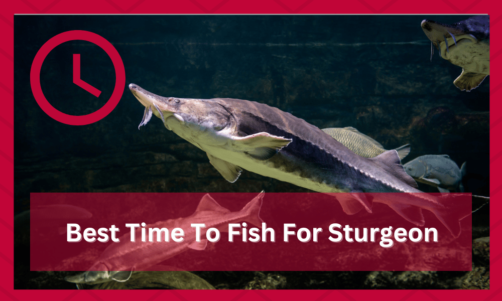 best time to fish for sturgeon