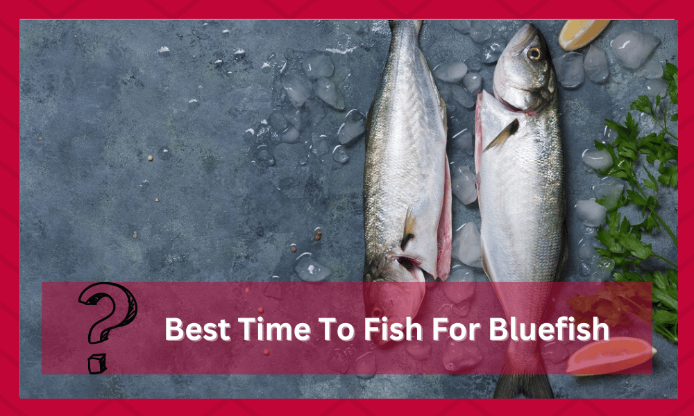 best time to fish for bluefish