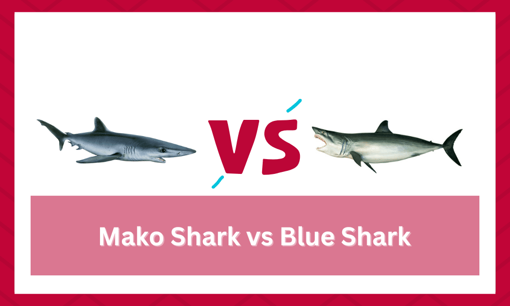 blue shark vs mako
