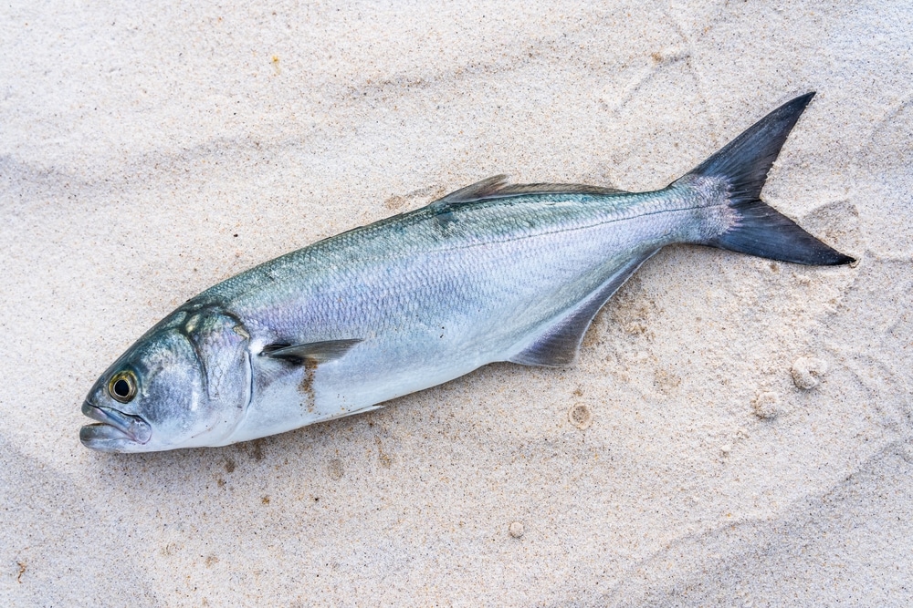 bluefish