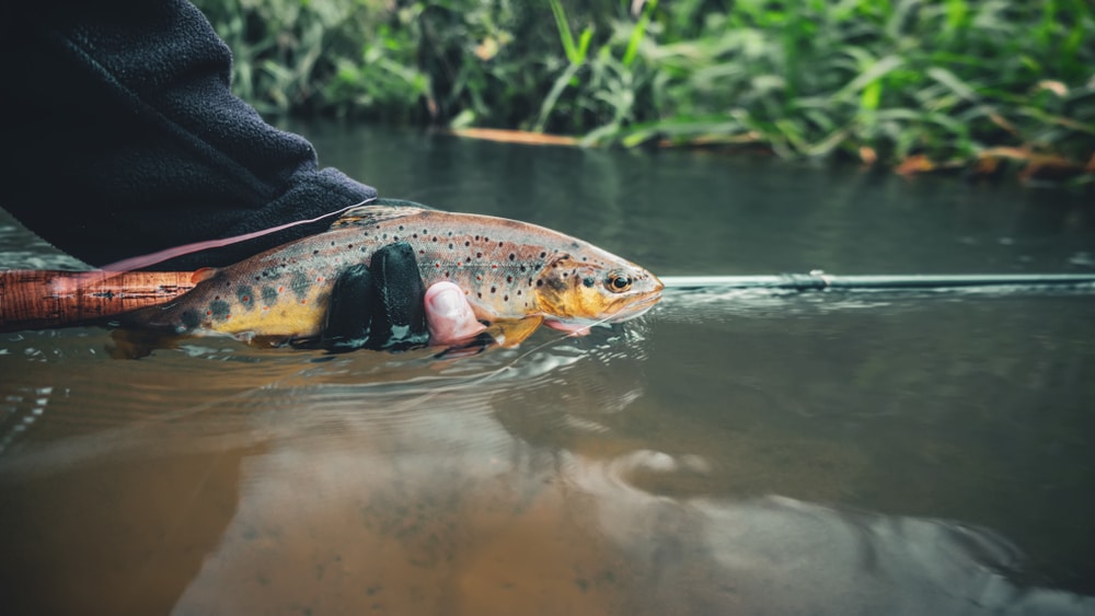 brook trout caught