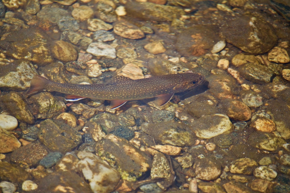 brook trout creek