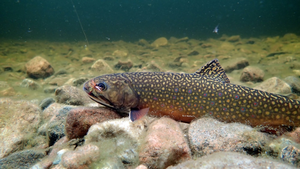 brook trout water