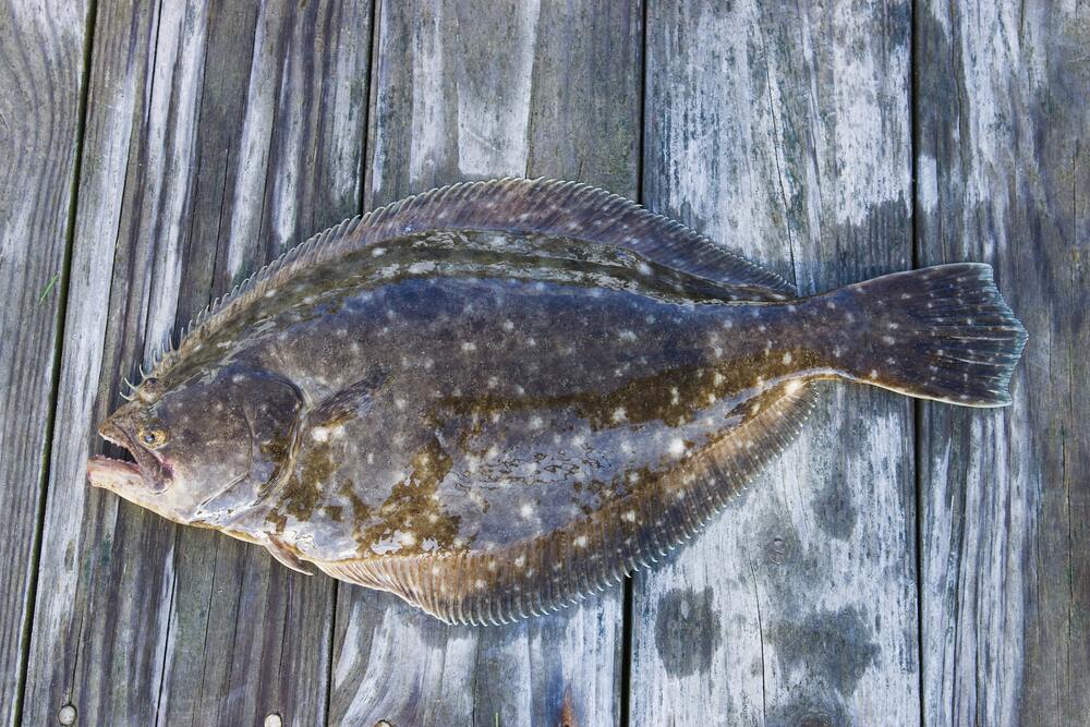 brown flounder