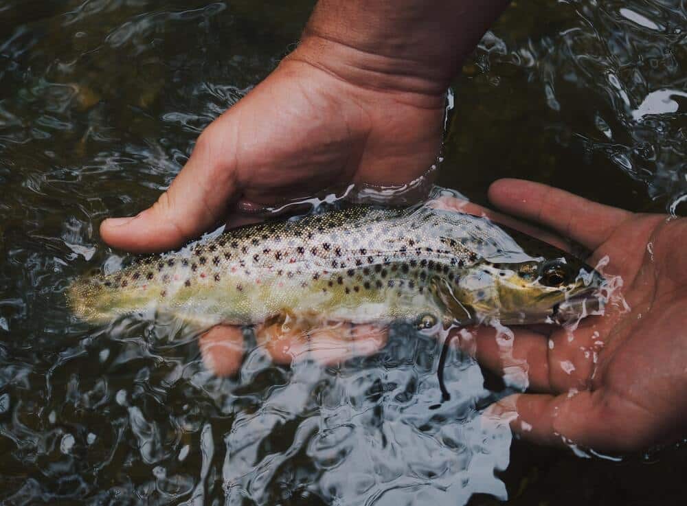 brown trout catch