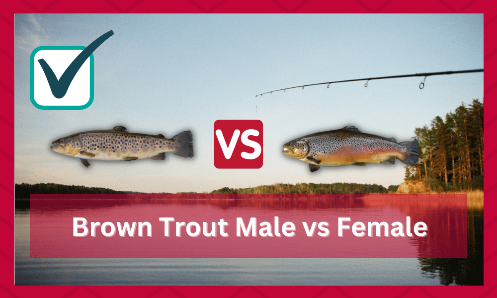 brown trout male vs female