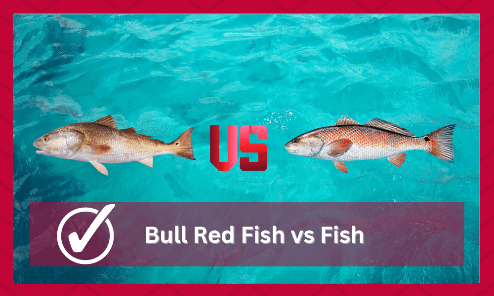 bull redfish vs redfish