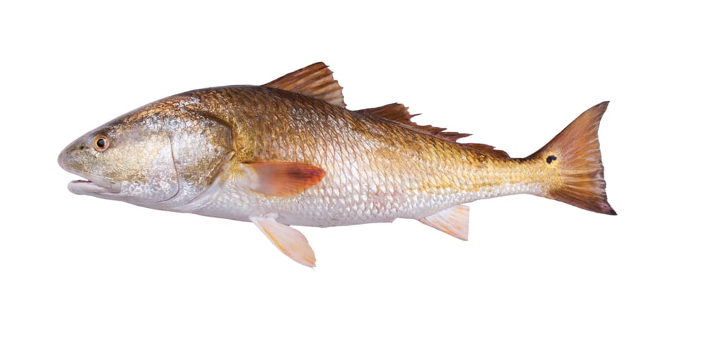 bull redfish