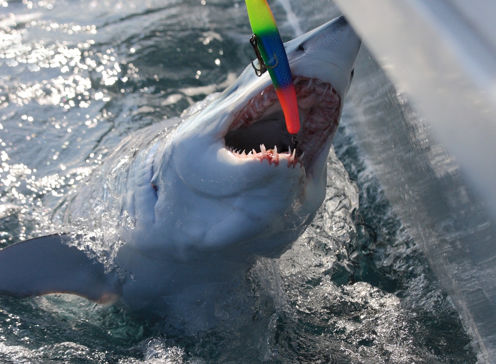 caught mako shark