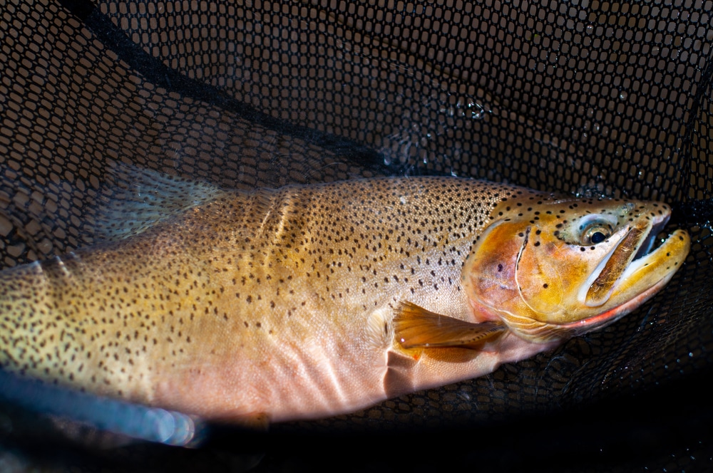 cutthroat caught