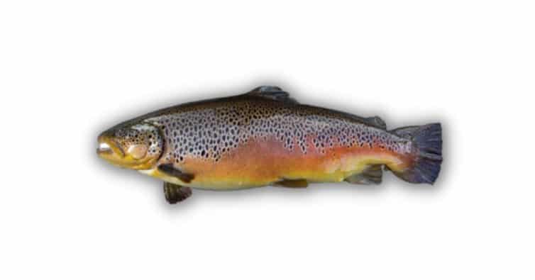 female trout