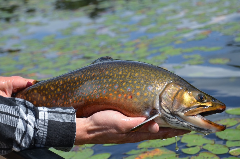 fishing-trout-catch