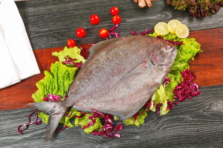 Summer Flounder vs Winter Flounder FuncFish