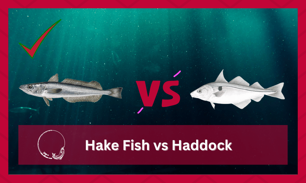 hake fish vs haddock
