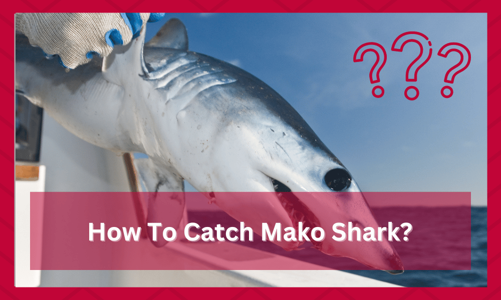 how to catch a mako shark