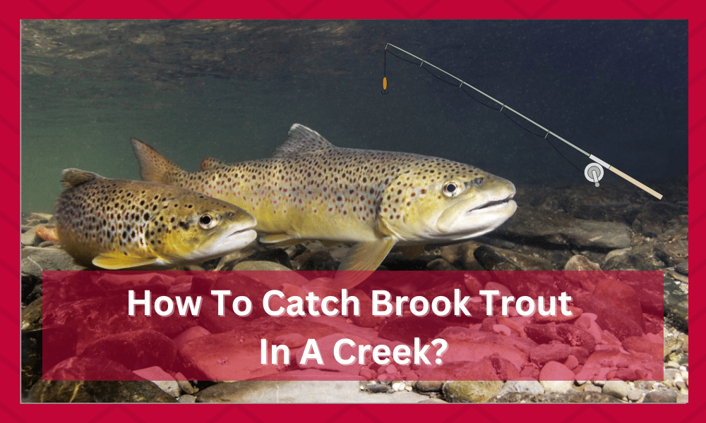 how to catch brook trout in a creek