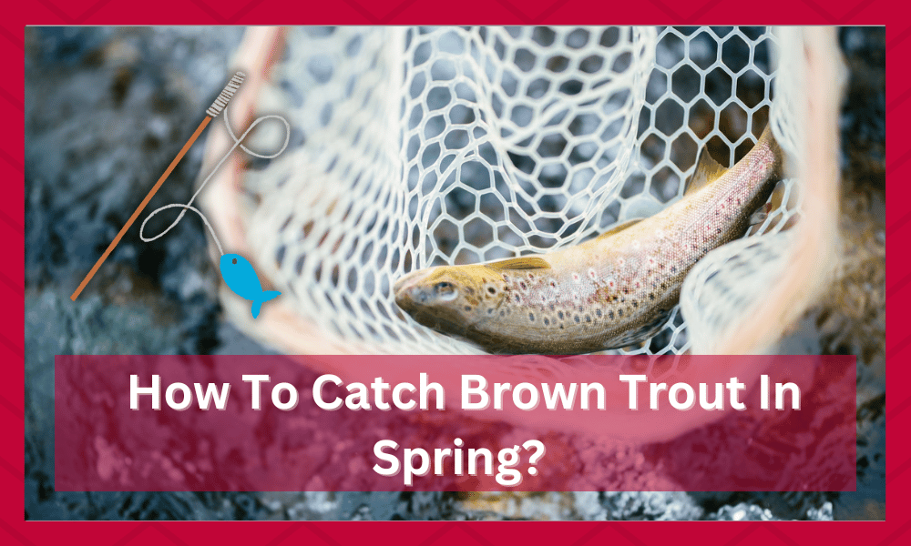 how to catch brown trout in spring