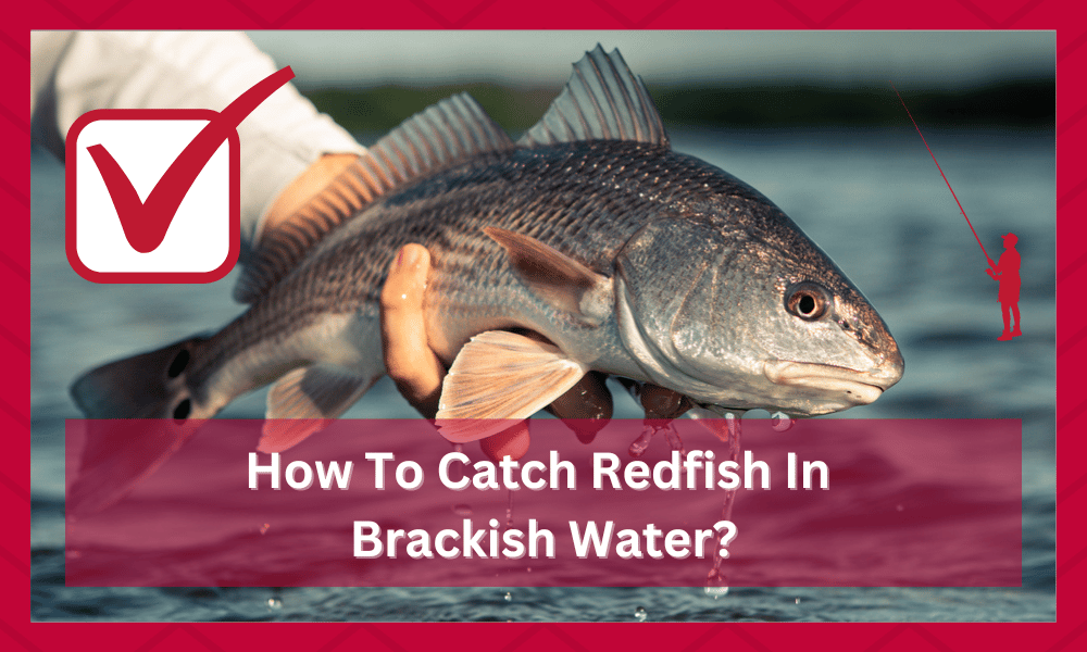 how to catch redfish in brackish water