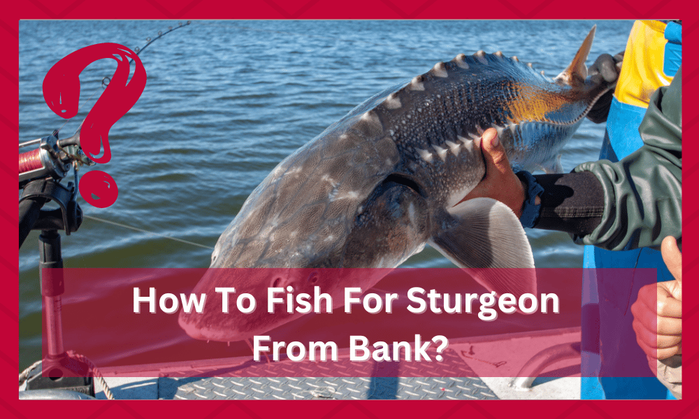 how to fish for sturgeon from the bank