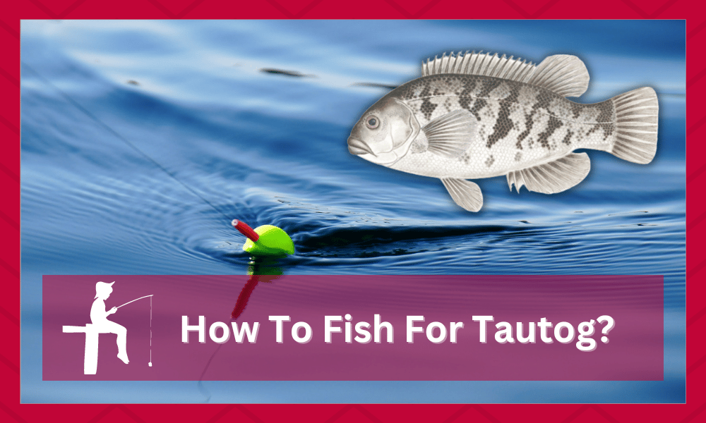 how-to-fish-for-tautog