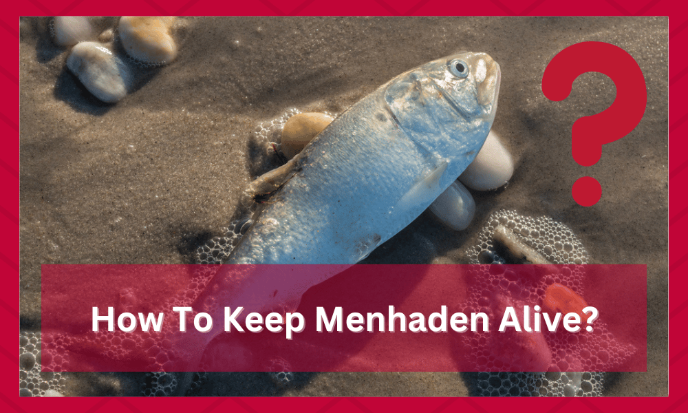 how to keep menhaden alive