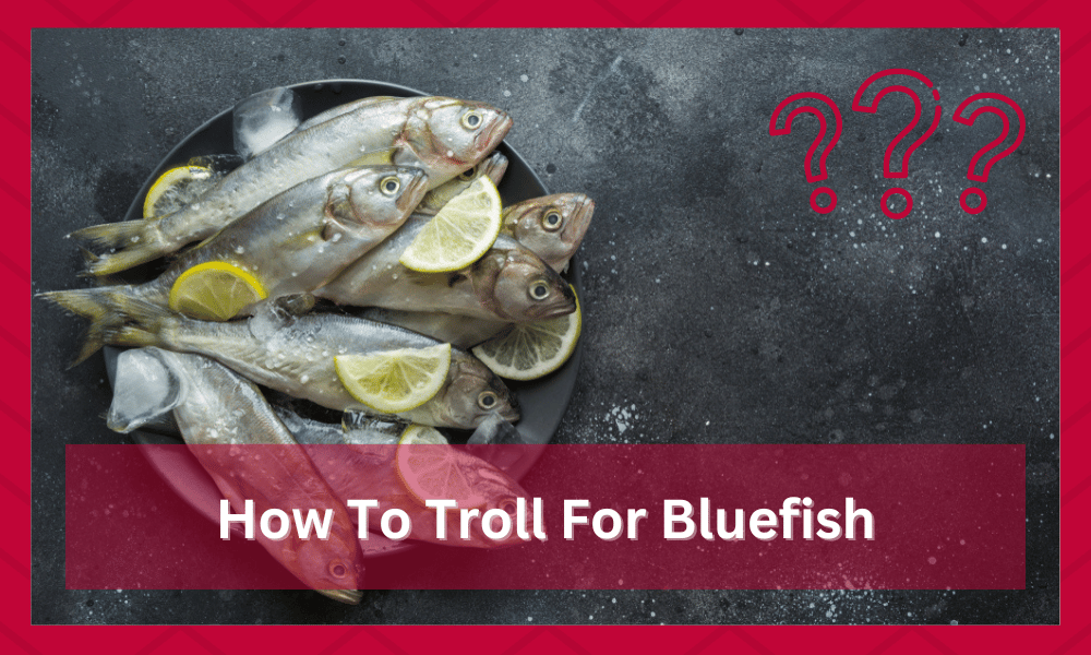 how to troll for bluefish