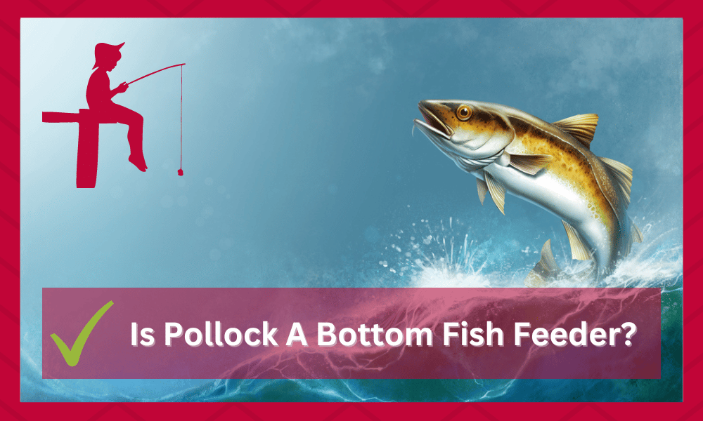 is pollock fish a bottom feeder