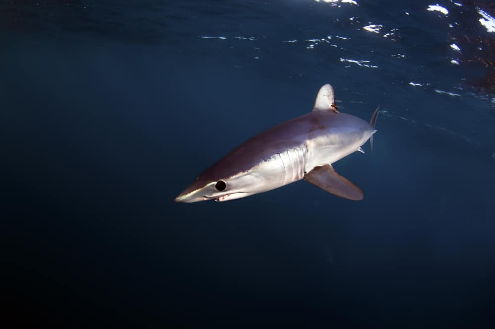 mako shark sea