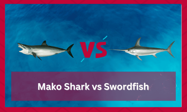 Mako Shark vs Swordfish (Everything To Know!) - FuncFish