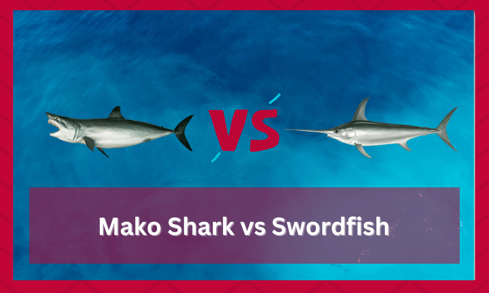 mako shark vs swordfish