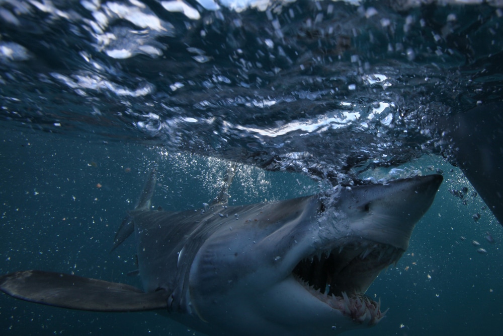 mako shark water