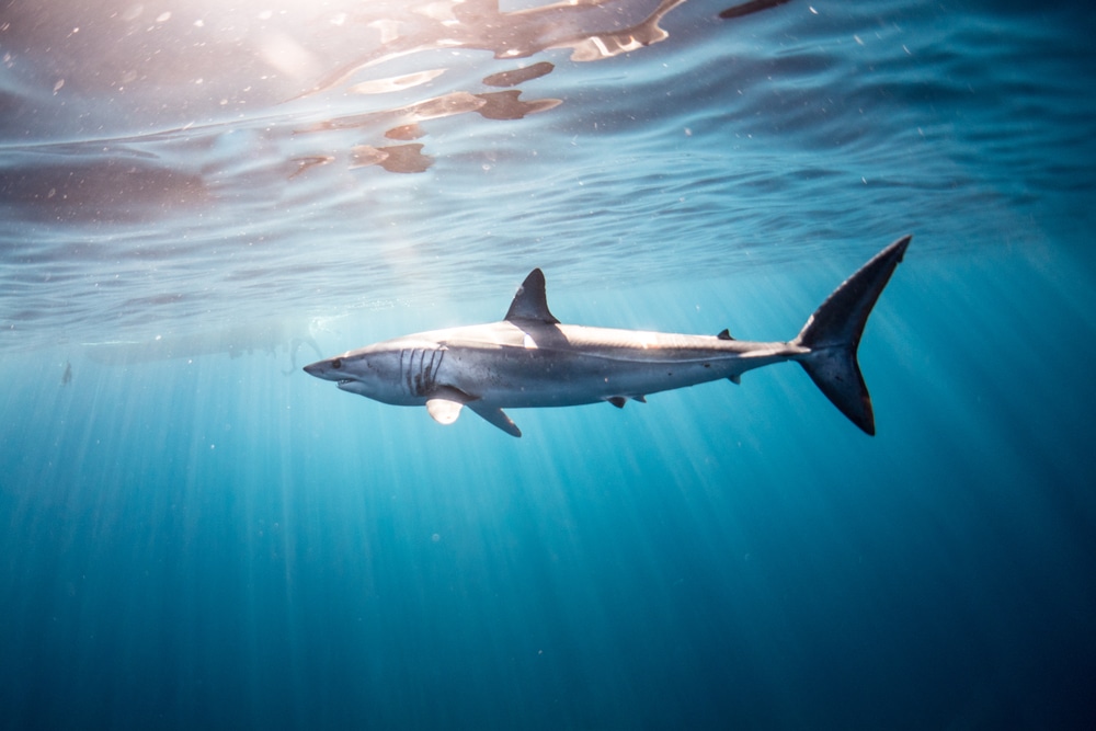 mako shark