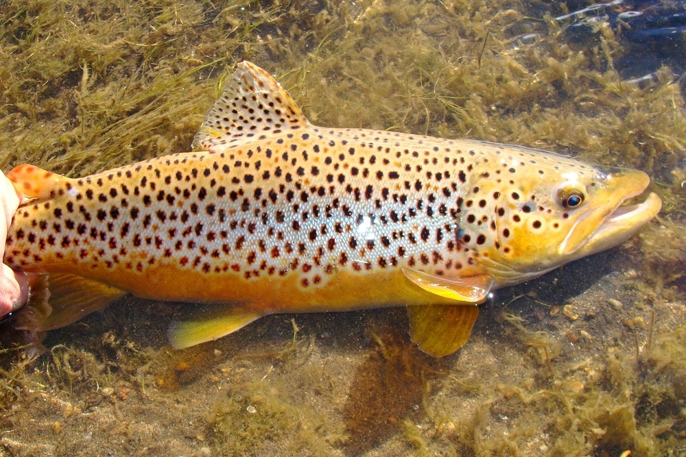 male brown trout