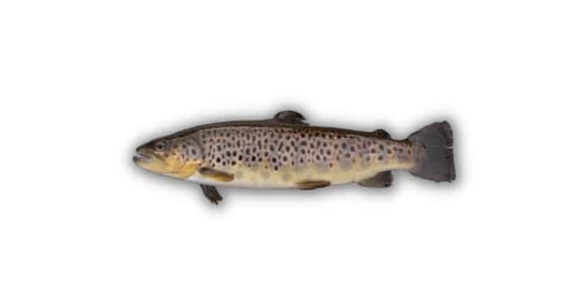 male trout