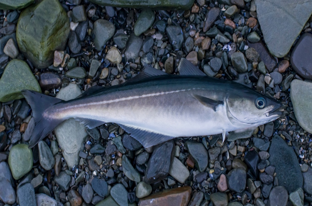 pollock fish