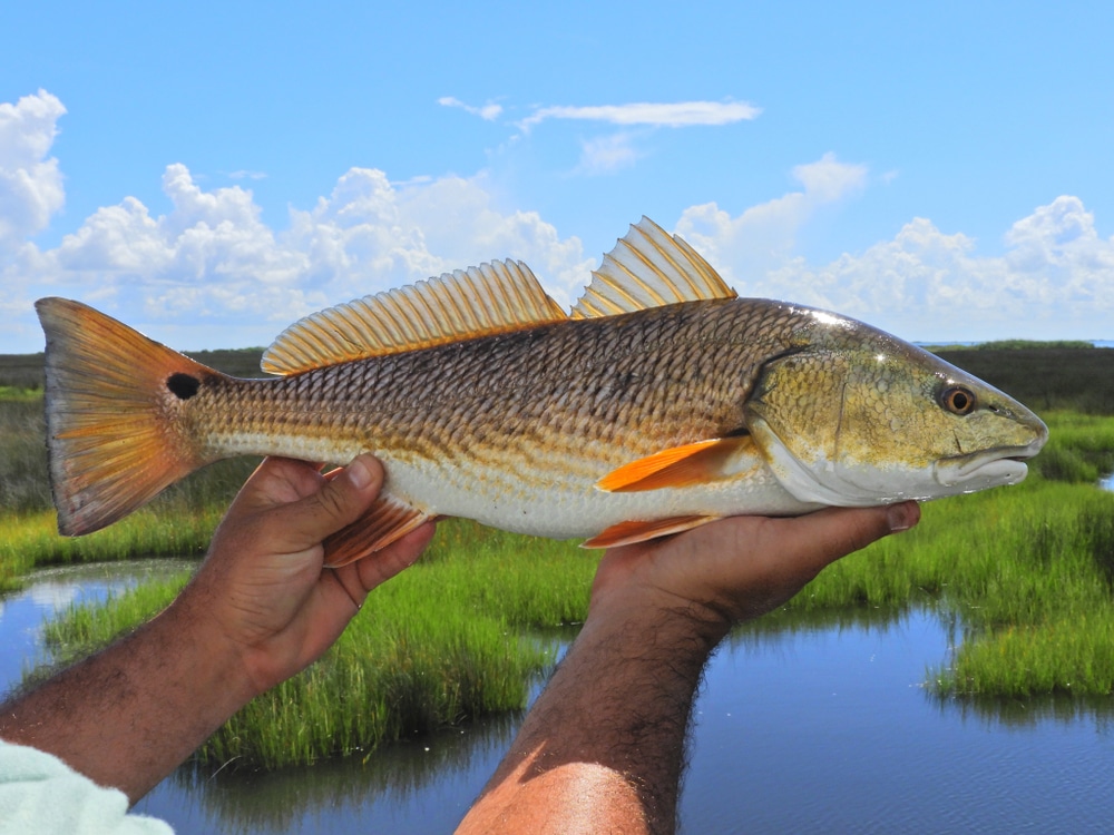 redfish hand