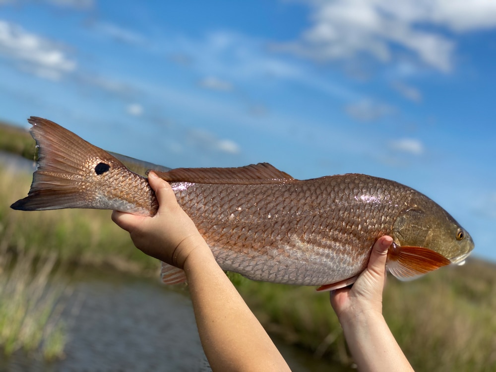 redfish