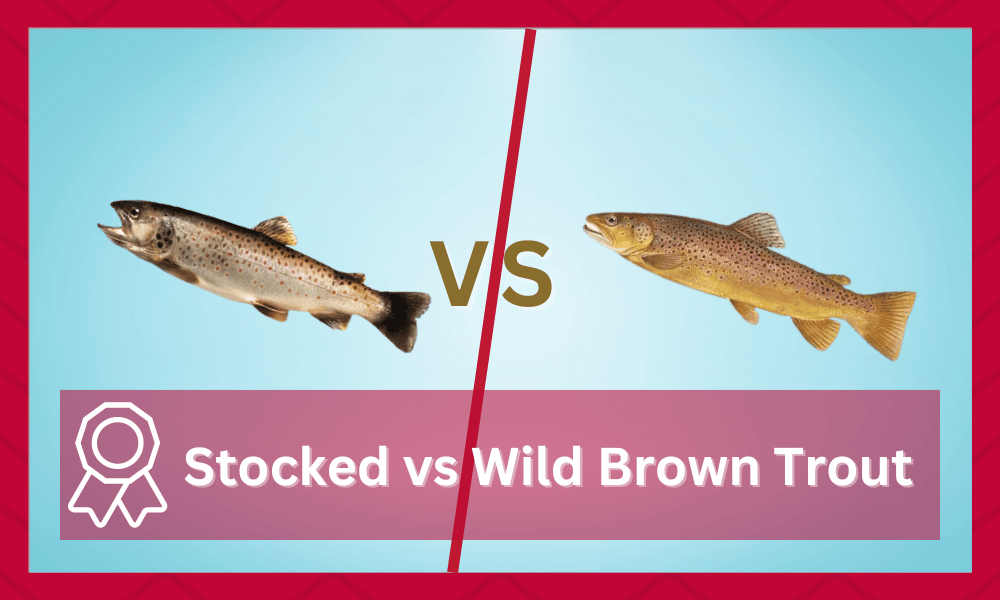 stocked vs wild brown trout