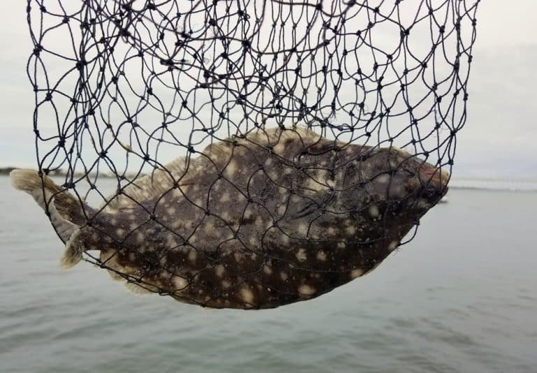 Summer Flounder vs Winter Flounder FuncFish