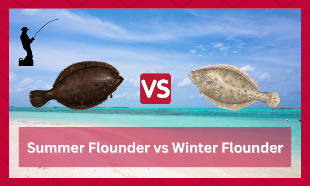summer vs winter flounder