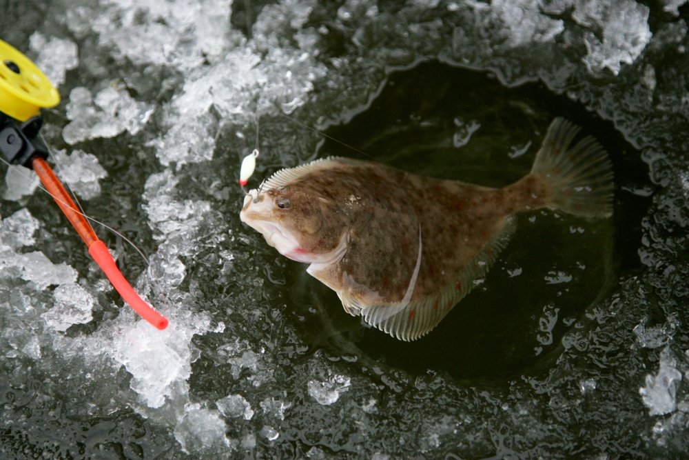 winter flounder