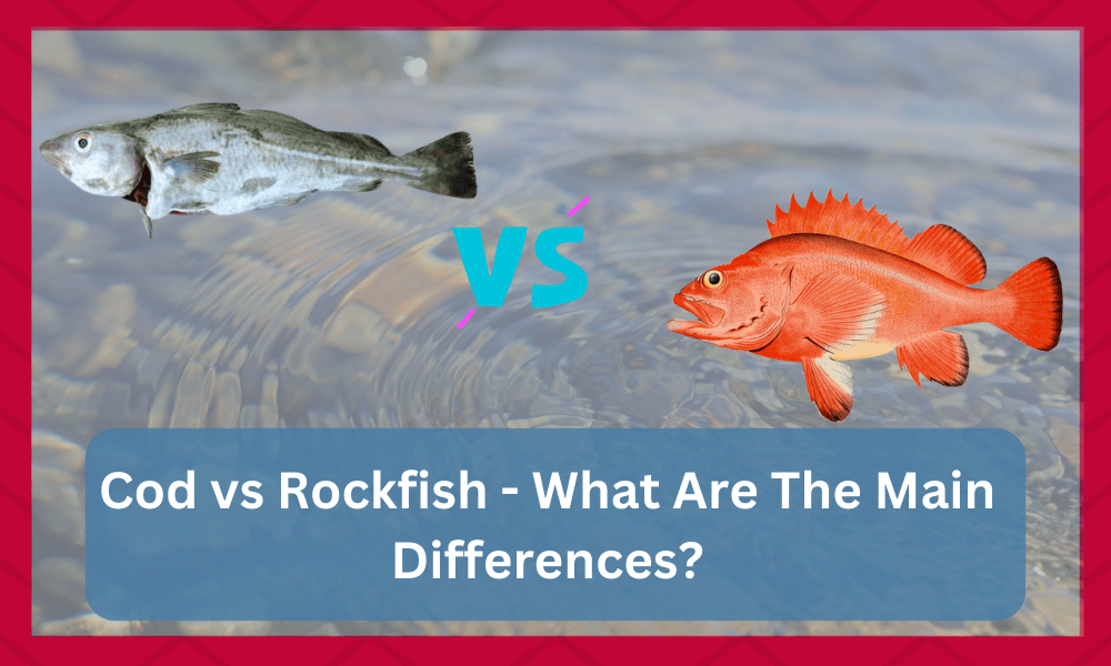 cod vs rockfish